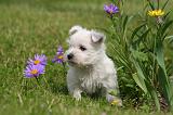 WESTIE 528
